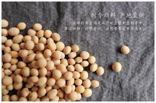 遼寧朝陽特產(chǎn) 越山雜糧黃豆350g 2全國包郵 北京青海西藏新疆港澳臺除外